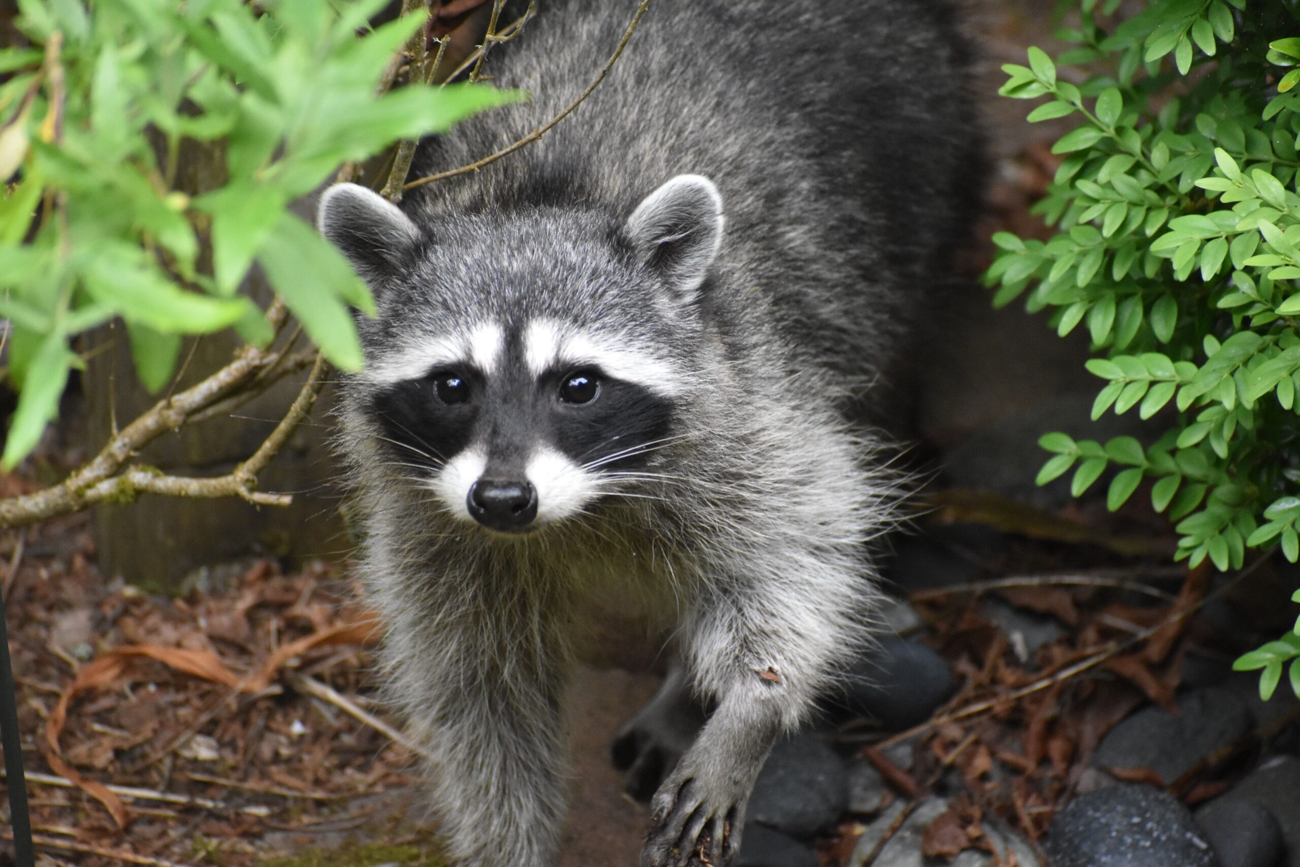 racoon